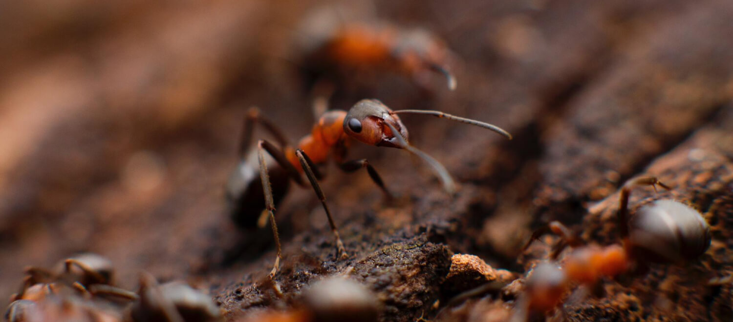 Cordyceps: de horrorpaddenstoel die balanceert