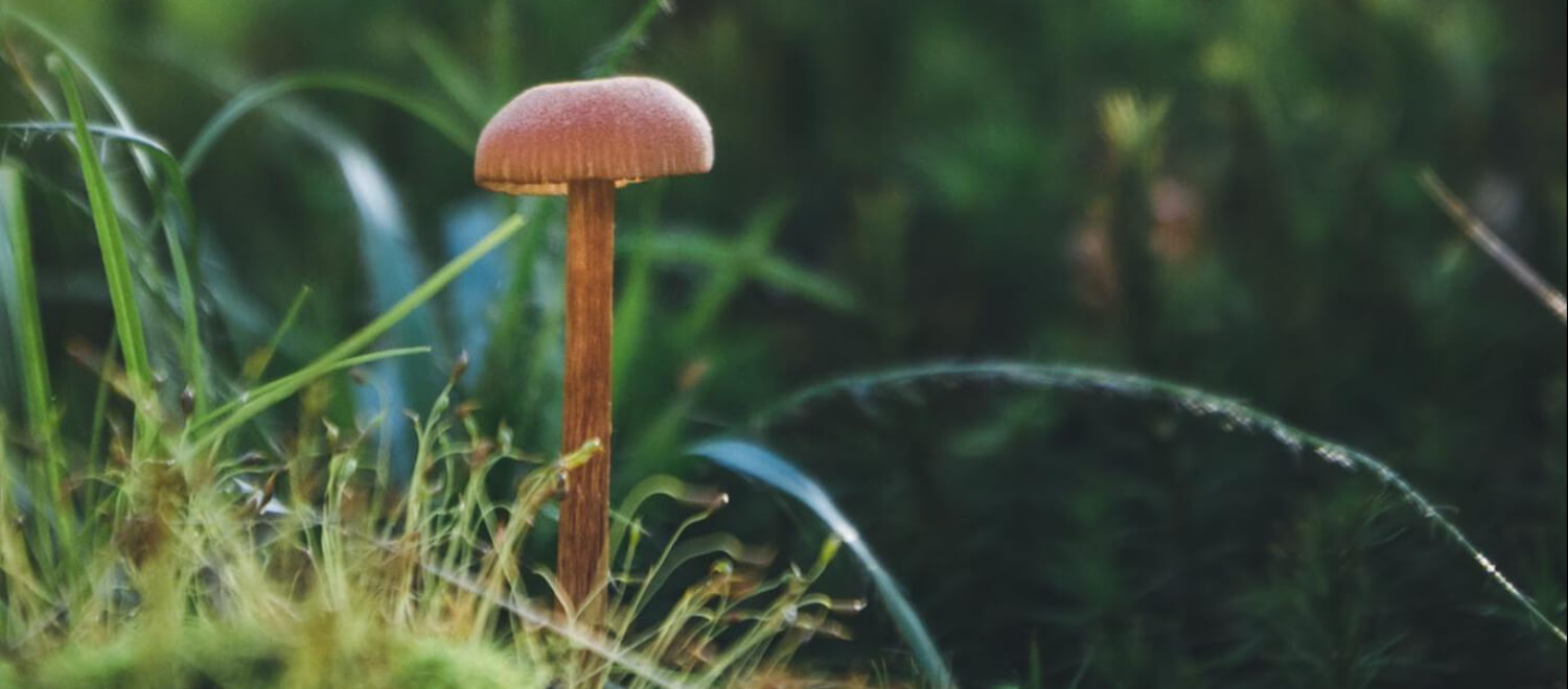 Zijn medicinale paddenstoelen veilig?