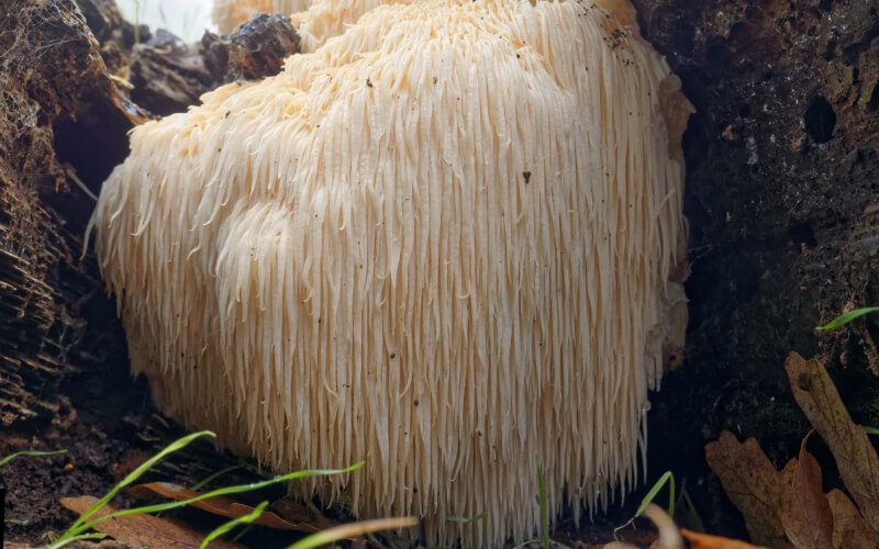 Lion's Mane in het wild - gezondheied