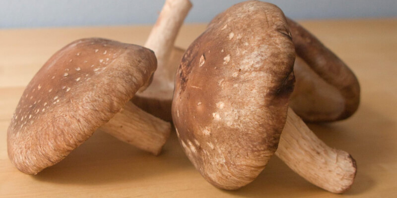 Shiitake De Gezonde Wereld