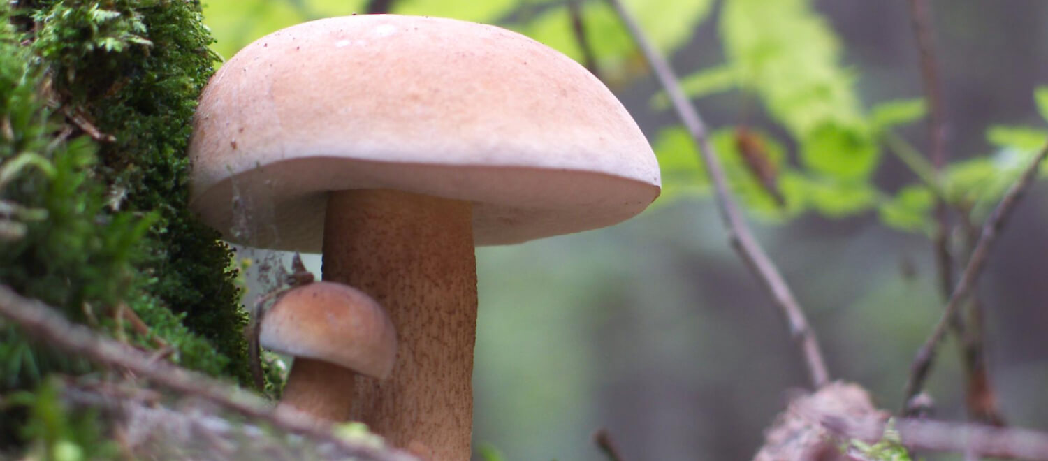 Hebben medicinale paddenstoelen bijwerkingen?