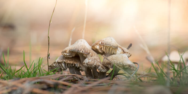 De kracht van medicinale paddenstoelen