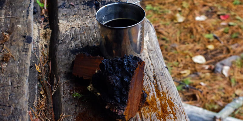 Chaga paddenstoel - medicinale paddenstoelen