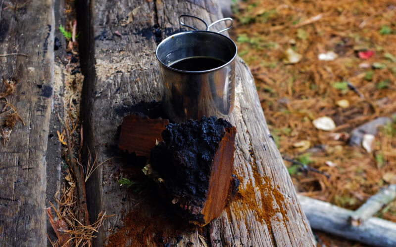 Chaga thee - Chaga mushroom werking en toepassing