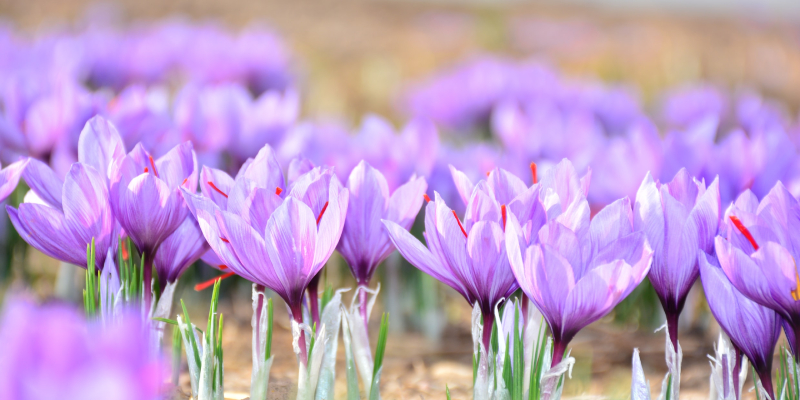 Saffraan bloemen - waar komt saffraan vandaan?