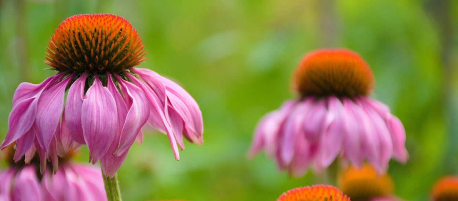 Echinacea: eerste hulp bij een verlaagde weerstand, griep en verkoudheid