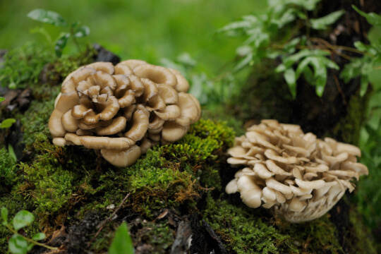 Maiktake paddenstoel pure mushrooms gezondheid