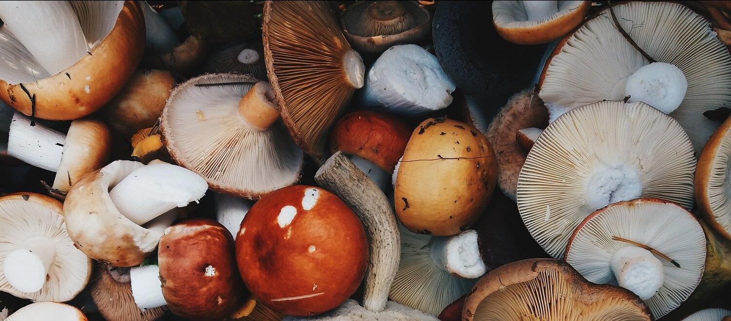 Fitter worden? Deze paddenstoelen dragen bij aan je gezondheid!