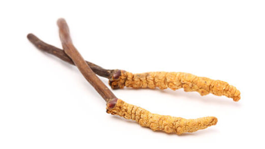 Cordyceps paddenstoel