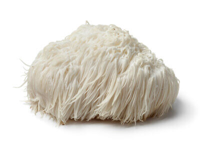 Lion's Mane paddenstoel