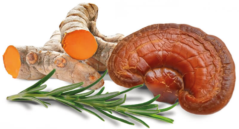 Reishi Kef-Flamex Living Nutrition