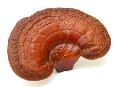 Reishi paddenstoel