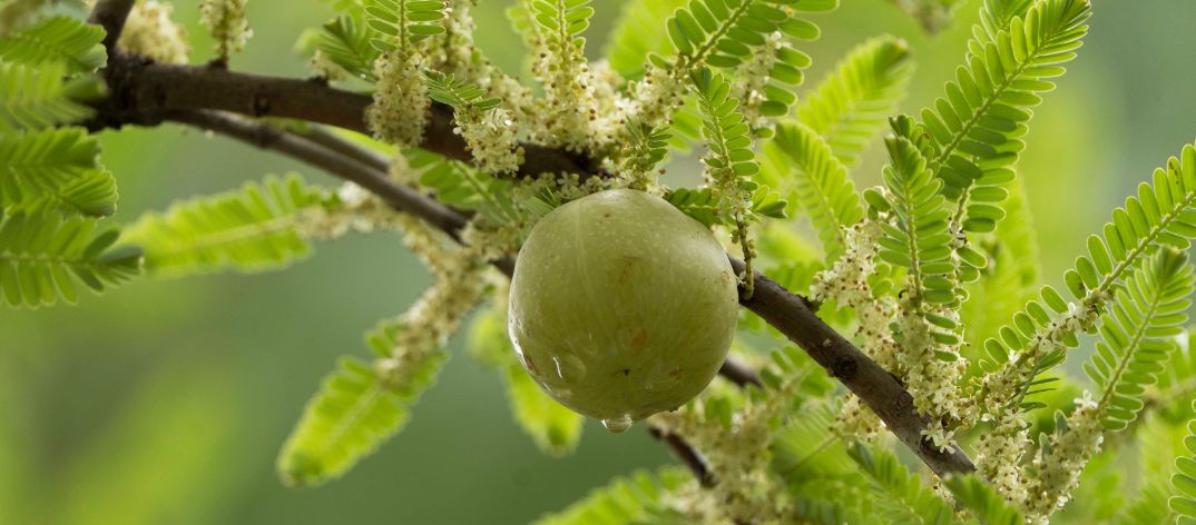 Amla Fruit