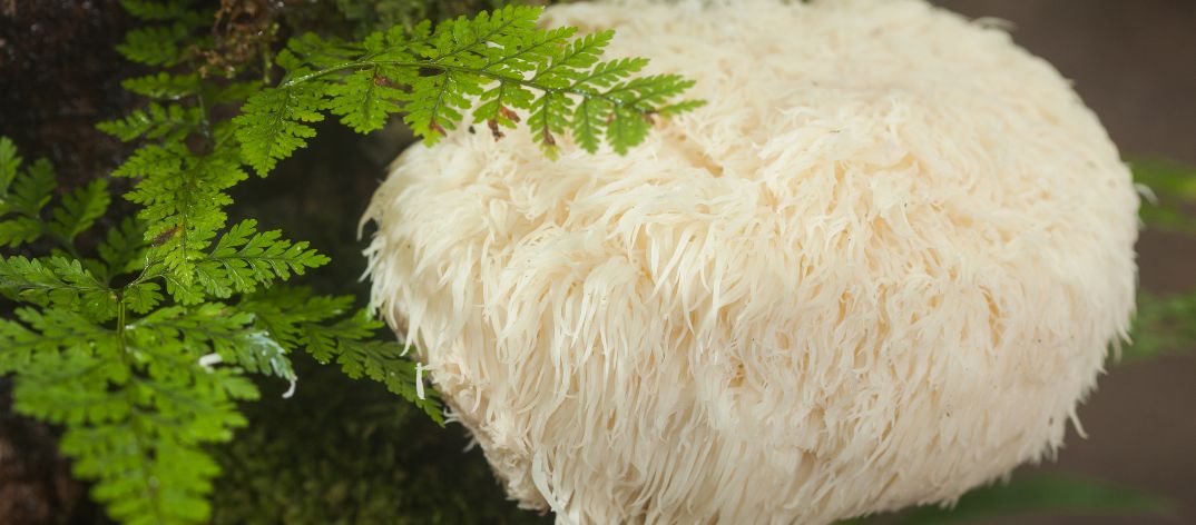 Lion's mane